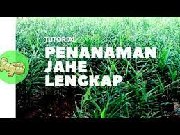 Selain di lahan terbuka, kamu juga bisa menanam jahe merah di pot. Cara Menanam Jahe Di Lahan Terbuka Agar Jahe Berbuah Banyak Dan Besar Youtube