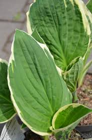 Image result for Hosta fortunei albomarginata