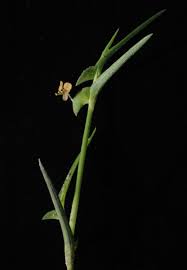 Image result for Commelina subulata