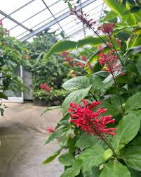 Image result for Odontonema