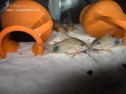 コリドラス カウディマ キュラー タス