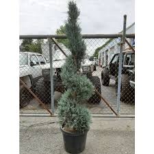 Image result for spiral cut juniper trees