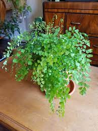How to care for a maidenhair fern. How Long Before I Kill My Maidenhair Fern Houseplants