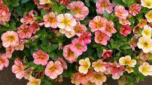 Full sun flowers offer color and fragrance for your home garden. Meet 12 Of The Best Container Plants Garden Gate