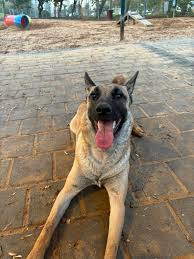 מחפשת לריילי המתוקה שלי- חברותית לאנשים ולכל הכלבים 1.פנסיון באיזור יד  אליהו/רמת הטייסים/רמת חן/ דרום גבעתיים 2. פיתרון לפריקת אנרגיה כשאנחנו לא  בבית