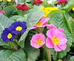 On saturday, april 24, in the formal garden at birmingham botanical gardens. Jump Start Spring With Early Annuals Triangle Gardener Magazine