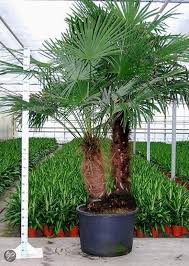 palmbomen tuin en balkonplant trachycarpus fortunei doorsnede pot 80cm hoogte palmboom tuin planten