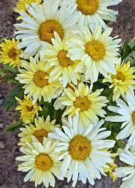Pin On My Dream Garden