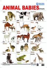 Buy Animal Babies Chart Book Online At Low Prices In India