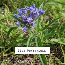Image result for Pentanisia