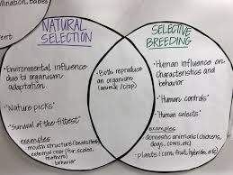 Natural Selection V Selective Breeding 7th Grade Science Selective Breeding Natural Selection 7th Grade Science