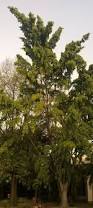 Image result for Searsia acuminatissima