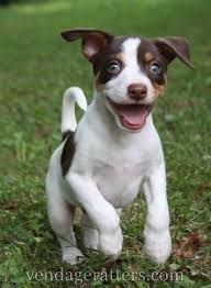 Rat Terrier Puppies Black And Brown Rat Terrier Puppy Pilot 6 Weeks Old In Love Rat Terriers Cute Rats Rat Terrier Puppies