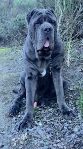 Click on mastiff pictures to view enlarged a beautiful italian mastiff named isis and her owner were kind enough to allow these baby pics: Neapolitan Mastiff Old World Domiano At 9 Months Son Of Old World Ren Owned By Mike Pandaan Follow Us And Visit Our Site At Www O Mastiffs Dogs And Kids Dogs