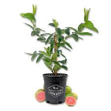 Image result for Psidium guajava