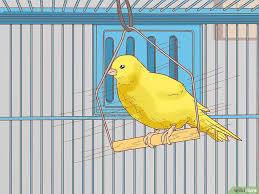 How To Care For Your Canary Canary Birds Canary Pet Clinic