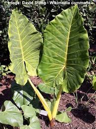 Maybe you would like to learn more about one of these? Elephant Ear Plant Care And Growing Guide For Indoors And Outdoors