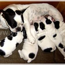 Fransiz Bulldog Yavru 0532 343 80 41 Bulldog Yavrulari Bulldog Fransiz Bulldog Yavrulari