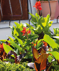 Maybe you would like to learn more about one of these? Madeira Canna Lily Bower Branch