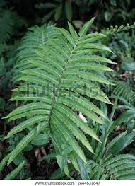 Image result for Pneumatopteris