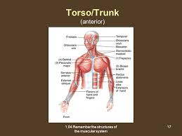 On increasing the body muscle strength, but also include special sessions for. 1 04 Remember The Structures Of The Muscular System Ppt Video Online Download