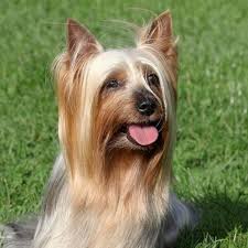 uber 39 hunde die nicht haaren liste mit bild hundefunde