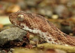 Le daily geek show vous en présente 10 parmi les plus dangereux du monde. Top 10 Des Serpents Les Plus Dangereux De La Planete