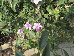 Image result for Barleria lugardii