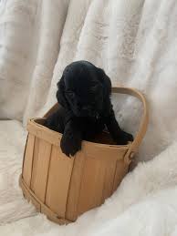 Maybe you would like to learn more about one of these? Fox River Cockapoos Home Facebook