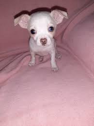 Our chihuahua puppies have perfect little appleheads and short muzzles! Pin On Cool Stuff