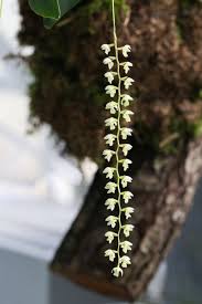 Orchideenschau 2018 Im Boga Leipzig Majas Pflanzenblog In 2020 Orchideen Botanischer Garten Garten