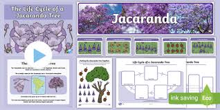 Sinds een aantal jaren zijn wij ook andere producten gaan importeren. Life Cycle Of A Jacaranda Tree Resource Pack Teacher Made