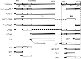 We and others have found that specificity is a big issue with many tandem repeat annotation tools. Tandem Repeats Are Involved In G1 Domain Inhibition Of Versican Expression And Secretion And The G3 Domain Enhances Glycosaminoglycan Modification And Product Secretion Via The Complement Binding Protein Like Motif Journal Of Biological