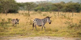 Image result for zebra