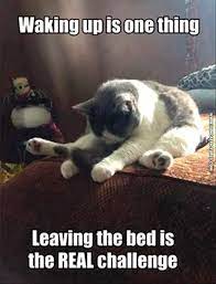 Visit The Post For More Funny Good Morning Memes Funny Animal Memes Funny Animal Jokes