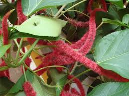 Image result for Acalypha fimbriata