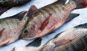 Simak ulasan jenis ikan hias air tawar yang bisa dicampur berikut ini. 10 Jenis Ikan Air Tawar Yang Umum Dikonsumsi Info Binatang