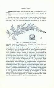 Image result for Odontosoria afra