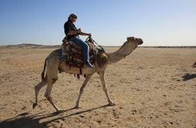 If you are wondering how long cat pregnancy duration is, you've come to the right place! What You Need To Know About Riding A Camel In Qatar