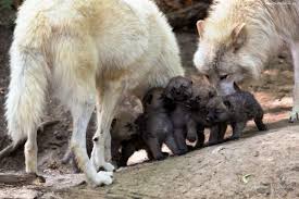 Kurt Ailesi Hayvanlar Wolf Kurt