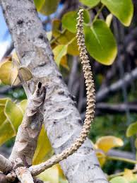 Image result for Polyscias kivuensis