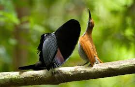 Black Bird With Blue Neck 