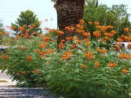 Check spelling or type a new query. Drought Tolerant Shrubs With Orange Red And Yellow Flowers Drought Tolerant Shrubs Yellow Plants Heat Resistant Plants