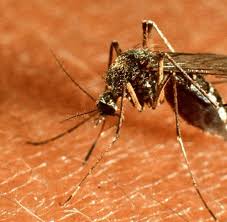 Erkranken erwachsene, sind die symptome oft besonders stark und zeigen. Gesundheit Die Studentenkrankheit Lauert In Fast Jedem Welt