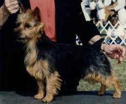 Aussome Aussies Sabine Baker And Michelle Bell Australian Terrier International