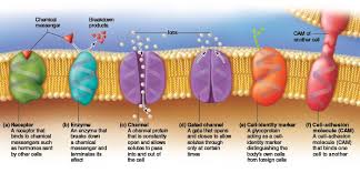 Maybe you would like to learn more about one of these? This Diagram Shows The Functions Of Proteins Found In The Plasma Membrane Plasma Membrane Human Body Biology Teaching Biology