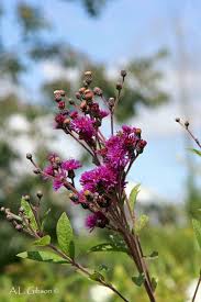 Image result for Vernonia myriantha