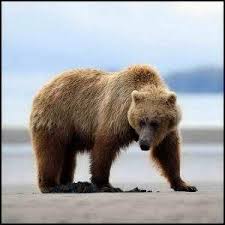 Supporting the weight of your body or a…. Weight Of Grizzly Bear What Things Weigh
