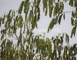 Image result for Albizia procera