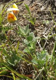 Image result for Argyrolobium rupestre